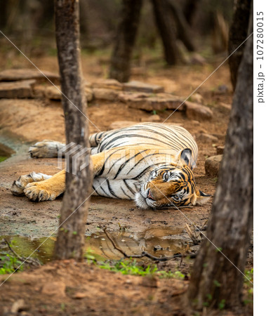 wild female bengal tiger or panthera tigris close up with eye contact resting in her territory near waterhole to cool body in morning safari at ranthambore national park forest reserve rajasthan india wild female bengal tiger or panthera tigris close up with eye contact resting in her territory near waterhole to cool body in morning safari at ranthambore national park forest reserve rajasthan india 107280015