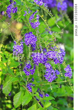 紫色のデュランタ（or ハリマツリ）の花 107280064