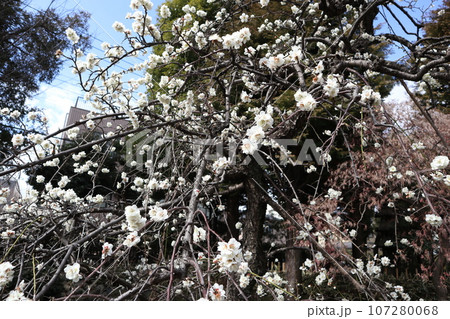 大田区　池上梅園 107280068
