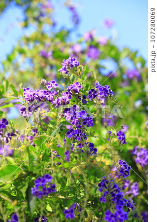 紫色のデュランタ（or ハリマツリ）の花 107280069