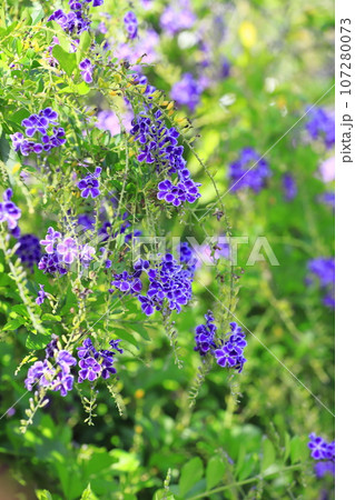 紫色のデュランタ(or ハリマツリ)の花 紫色のデュランタ(or ハリマツリ)の花 107280073