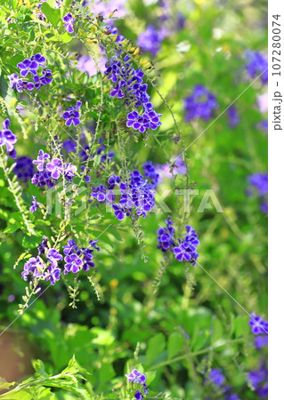 紫色のデュランタ（or ハリマツリ）の花 107280074