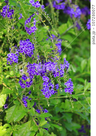 紫色のデュランタ(or ハリマツリ)の花 紫色のデュランタ(or ハリマツリ)の花 107280077