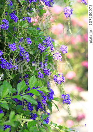 紫色のデュランタ(or ハリマツリ)の花 紫色のデュランタ(or ハリマツリ)の花 107280078