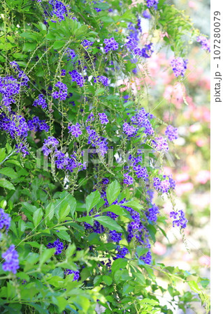 紫色のデュランタ(or ハリマツリ)の花 紫色のデュランタ(or ハリマツリ)の花 107280079