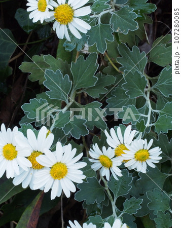 サツマノギクの白い花 サツマノギクの白い花 107280085