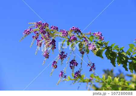紫色のデュランタ(or ハリマツリ)の花 紫色のデュランタ(or ハリマツリ)の花 107280088