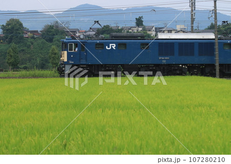 金色の稲穂の絨毯とEF64-1053号機牽引のELぐんまよこかわ号_2023/9/17撮影 107280210