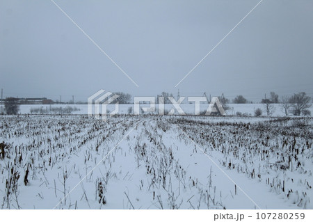 the field is covered with snow in winter. Remains of plants in winter. agriculture 107280259