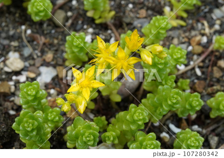 タイトゴメの黄色い花 107280342