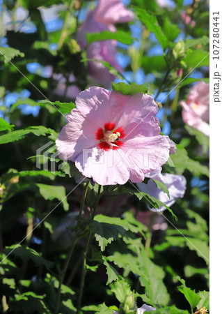 ピンク色の木槿(ムクゲ)の花 ピンク色の木槿(ムクゲ)の花 107280441