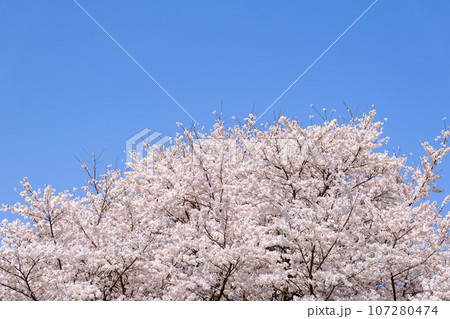 青空と桜 107280474