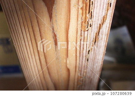 白蟻に食われた柱 白蟻に食われた柱 107280639