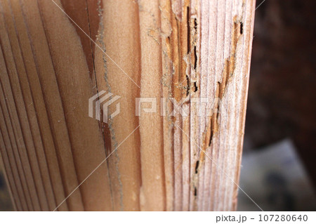 白蟻に食われた柱 107280640