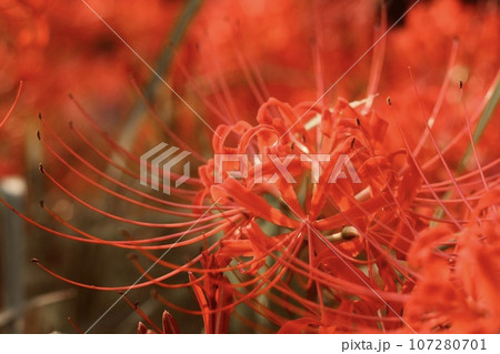 赤い彼岸花 107280701