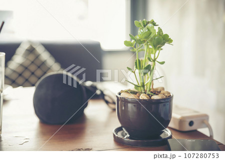 Cactus with empty banner on wooden table background design for interior use board. Display product furniture desk with blurred background. Ready use to present product display banner with copy space Cactus with empty banner on wooden table background design for interior use board. Display product furniture desk with blurred background. Ready use to present product display banner with copy space 107280753