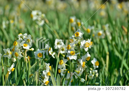 広島　福山　水仙　やぶ椿と水仙の里 107280782