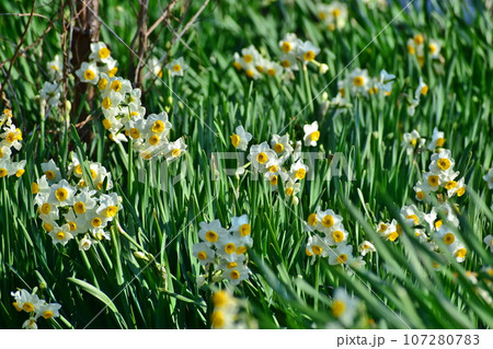 広島　福山　水仙　やぶ椿と水仙の里 107280783