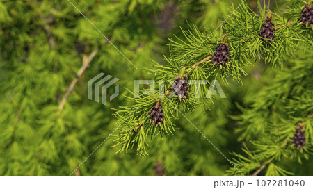 Small unripe spruce cones on a tree, macro photography,background Small unripe spruce cones on a tree, macro photography,background 107281040