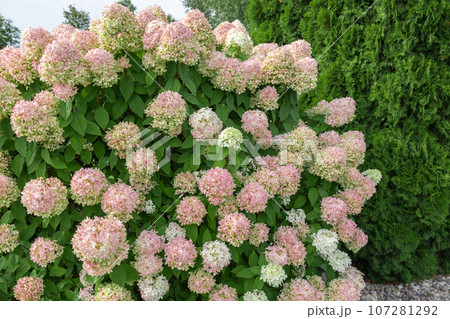 Hydrangea paniculata and conifer. Beautiful Garden path made of natural stones, gravel. Huge landscaping trend. Lawn, shrubbery in the backyard. Scenic of nice landscaped. Walkway. Green home design 107281292