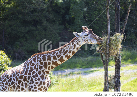 草を食べるキリン 107281496