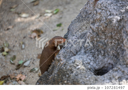 岩の上で休むコビトマングース 107281497