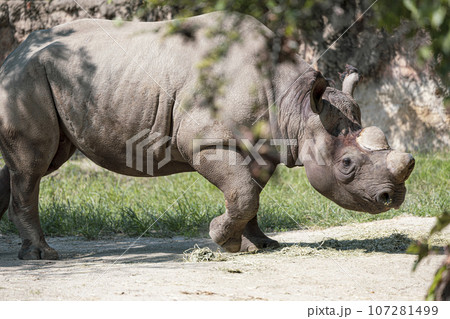 草を食べるサイ 107281499