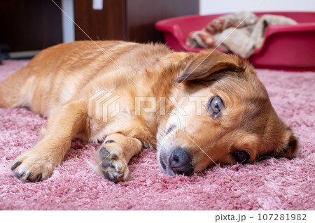 Cute red dog lying on carpet, closeup portrait 107281982