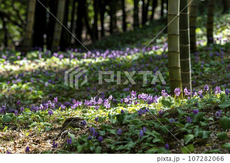 芽吹き始めた春の里山のイメージ 芽吹き始めた春の里山のイメージ 107282066