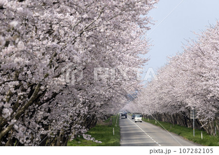 石川県河北潟の母恋街道の桜並木 107282105