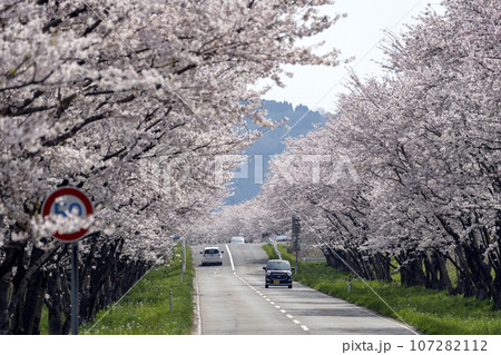 石川県河北潟の母恋街道の桜並木 石川県河北潟の母恋街道の桜並木 107282112