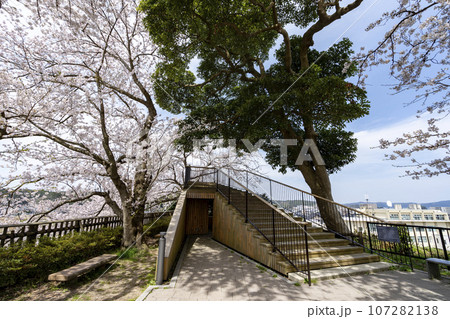 桜が満開の七尾市の小丸山城址公園 桜が満開の七尾市の小丸山城址公園 107282138