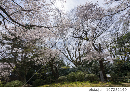 桜が満開の七尾市の小丸山城址公園 桜が満開の七尾市の小丸山城址公園 107282140