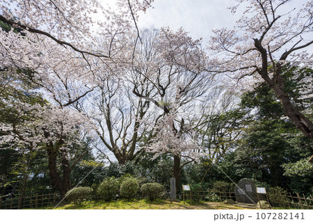 桜が満開の七尾市の小丸山城址公園 桜が満開の七尾市の小丸山城址公園 107282141