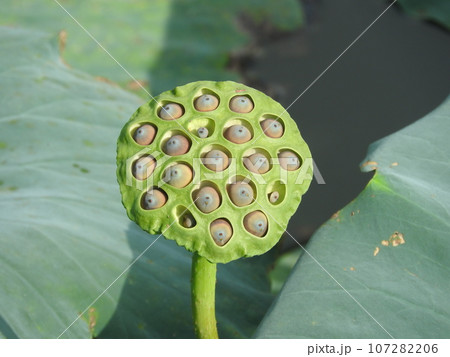 蓮の花托（かたく） 107282206