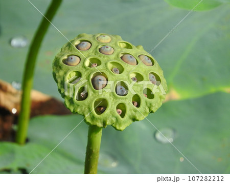 蓮の花托(かたく) 蓮の花托(かたく) 107282212