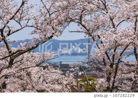 桜が満開の七尾市の小丸山城址公園 107282229