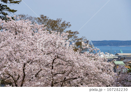 桜が満開の七尾市の小丸山城址公園 107282230