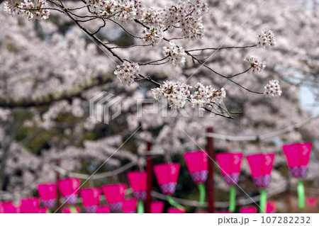桜が満開の七尾市の小丸山城址公園 107282232