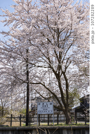 桜が満開の笠師保駅 107282289