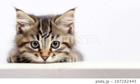 Advertising portrait, banner, young kitty redhead color, lies on its paws, isolated on white neutral background 107282445