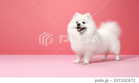 Advertising portrait, banner, funny white fluffy spitz dog with open mouth, isolated on red background 107282672