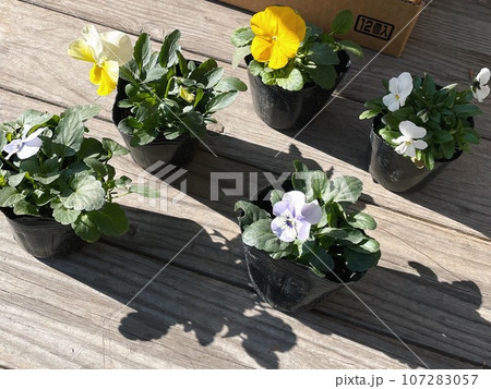 園芸ガーデニング準備、ビオラの花ポット 107283057