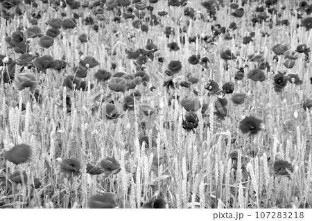 Blooming flower poppy with green leaves, living natural nature 107283218