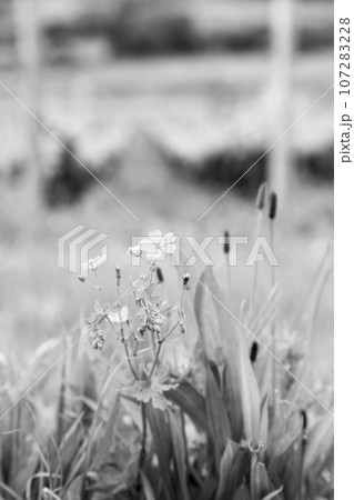 Blooming beautiful flower with green leaves, living natural nature 107283228