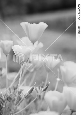 Blooming flower poppy with green leaves, living natural nature 107283229