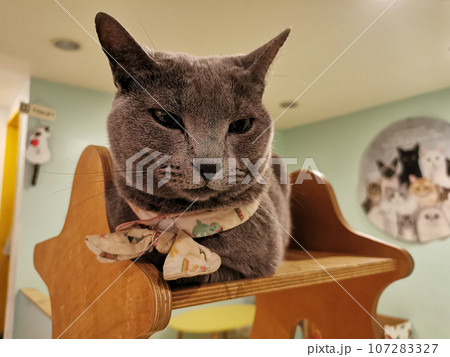 Cute fat grey cat sits on the wooden bench curiosly Cute fat grey cat sits on the wooden bench curiosly 107283327