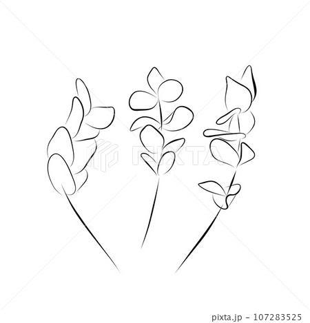 Continuous drawing. line art set of eucalyptus cineria sprigs Continuous drawing. line art set of eucalyptus cineria sprigs 107283525