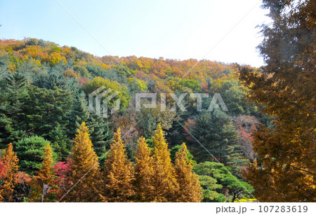 Deep forest with beautiful colourful Autumn foliage trees scenery. Deep forest with beautiful colourful Autumn foliage trees scenery. 107283619