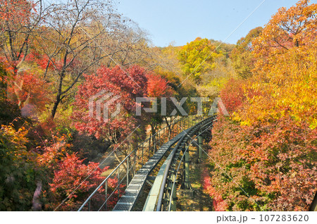 Hwadam Forest Botanic Garden small shuttle train car metal railway to Red Orange maple leaves trees in deep forest with beautiful colourful Autumn foliage trees scenery. Hwadam Forest Botanic Garden small shuttle train car metal railway to Red Orange maple leaves trees in deep forest with beautiful colourful Autumn foliage trees scenery. 107283620